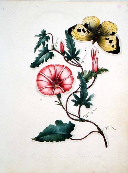 Convolvulus with Yellow Butterfly, from `Flowers' an English Botanical Manuscript (c.1840) de English School