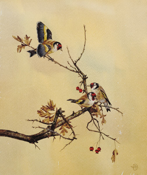 Goldfinches de English School