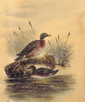 Two Ducks by a Reeded Bank