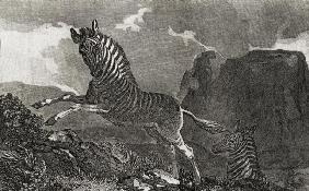 Quagga (engraving)