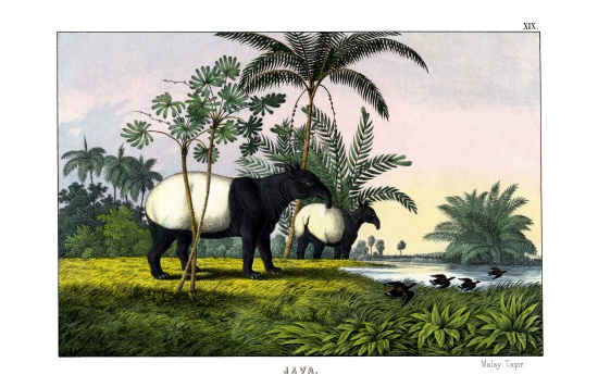 Malayan Tapir de English School, (19th century)
