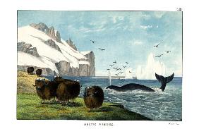 Musk Ox