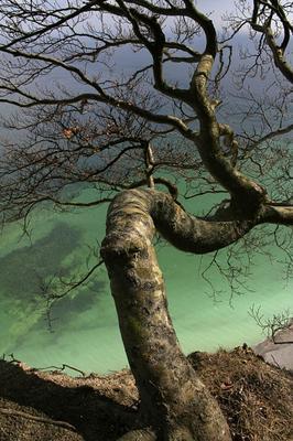 Baum am Kreidefelsen