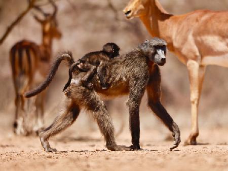 Baboons and Impala