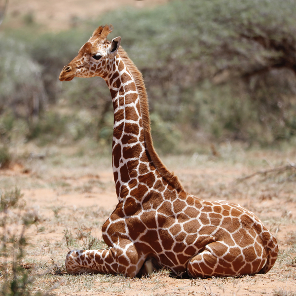 Baby giraffe, Loisaba de Eric Meyer