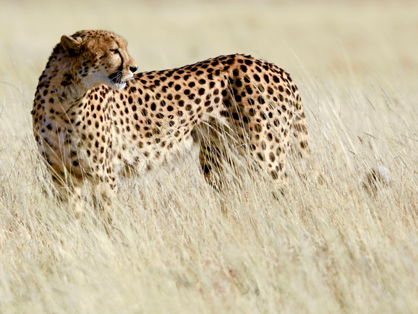 Cheetah, Etosha de Eric Meyer