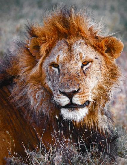 Lion, Ol Pejeta