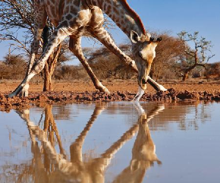 Narcissus (drinking giraffe)