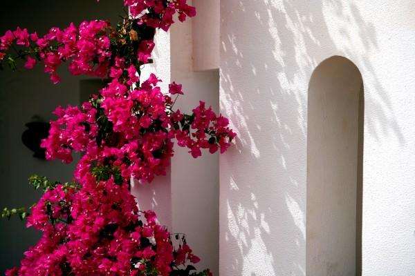 Bougainvillea de Erich Teister