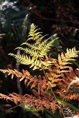 Farn in Herbstfärbung