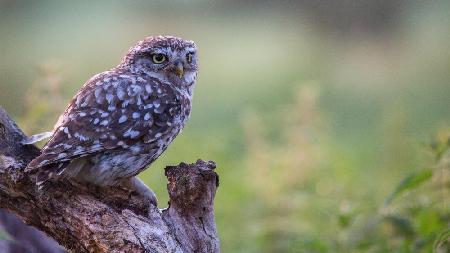 in the meadow