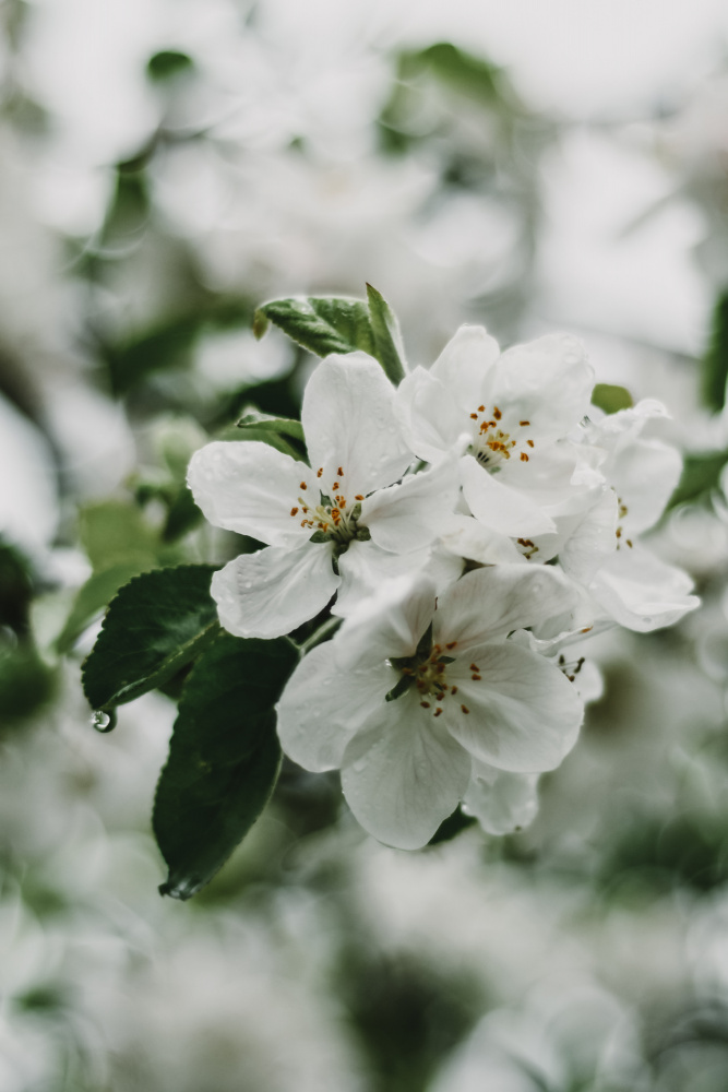 Spring Series - Apple Blossoms in the Rain 1/12 de Eva Bronzini