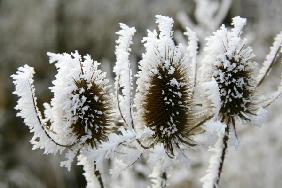 Winterdistel