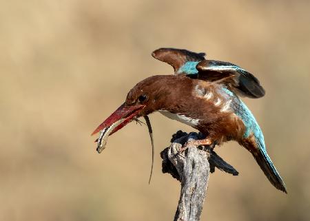 Kingfisher