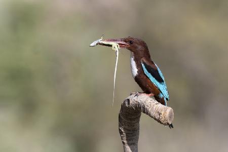 White-throated Kingfisher