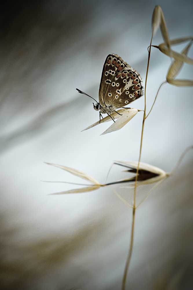 Dream in blue de Fabien Bravin