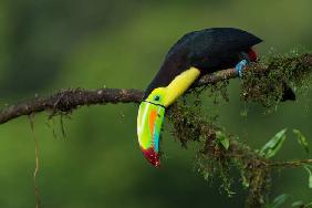 The colors of Costa Rica