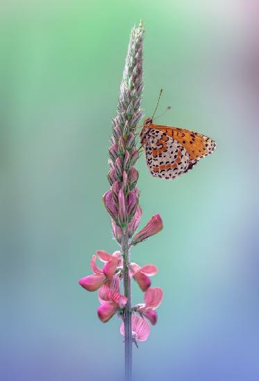 Melitaea didyma