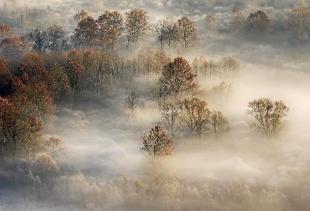 foggy landscape