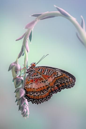 Red Lacewing