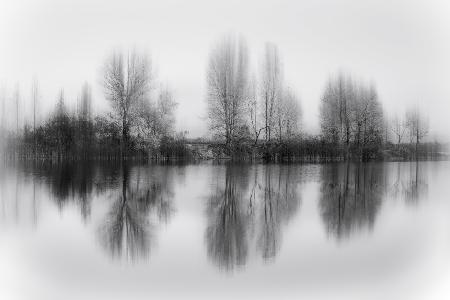 Reflected trees