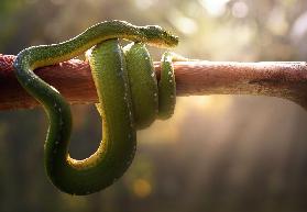 Tree Snake