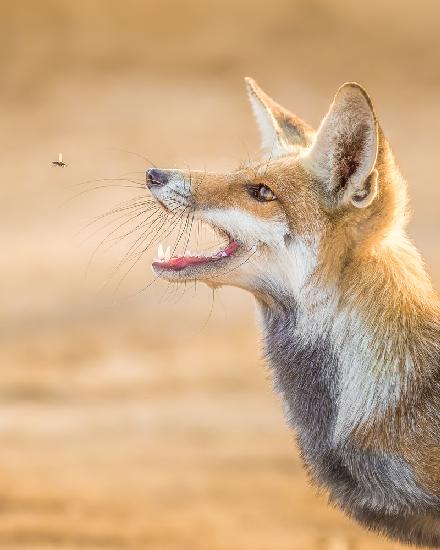 Fox vs Horse Fly