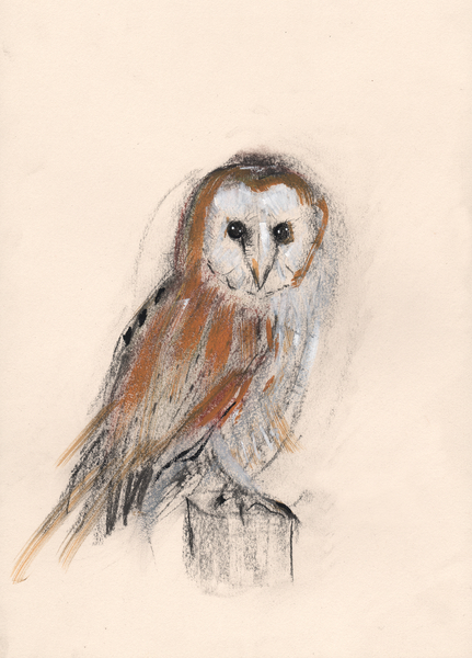 Barn Owl de Faisal Khouja
