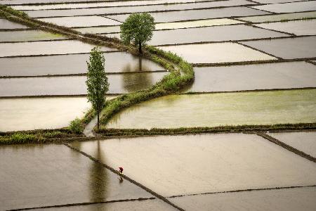 ricefield