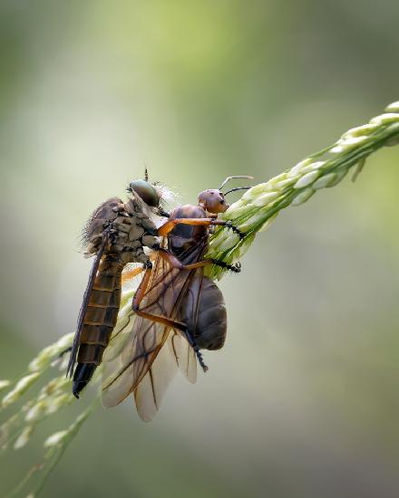 Asilidae and Its Prey