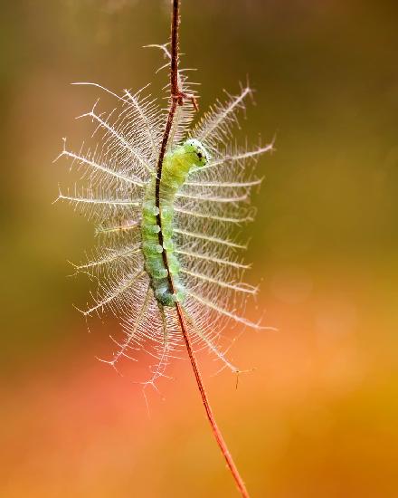 The Show of Caterpillar