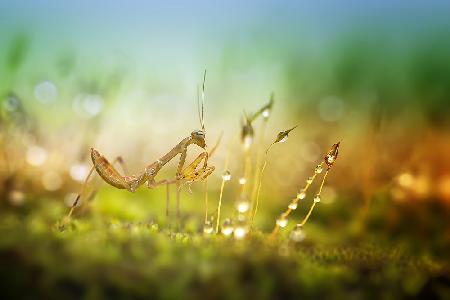 Mantis in Colorful Morning