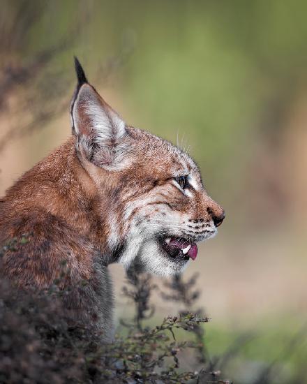 Lynx