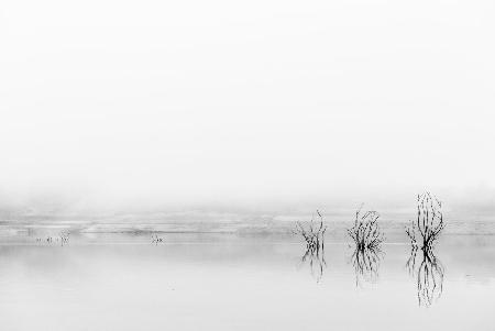 Reflejos en la niebla