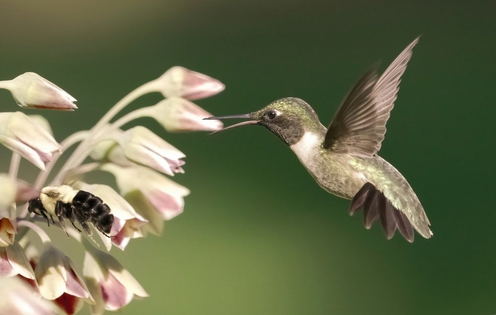 hummingbird in action de Flora Rao