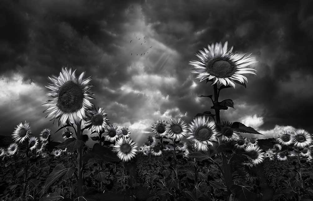 Sunflowers de Fran Osuna