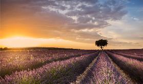 Lavanda