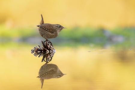 Eurasian wren - Scricciolo - Troglodytes troglodytes