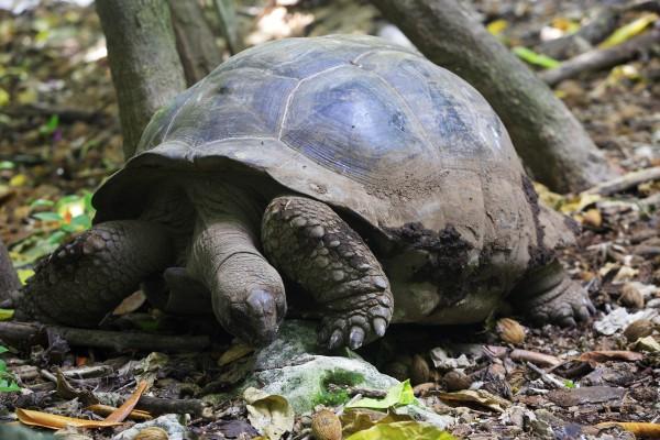 GIANT TURTLE de Franck Camhi