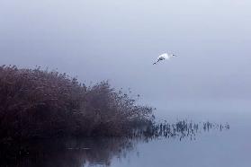 The flight of the egret