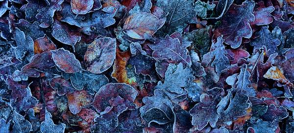 Frosty Leaves de FRANK DERNBACH