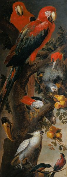 Macaws and Parrots de Frans Snyders