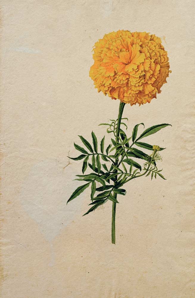 Franz Horny, Tagetesblüte de Franz Horny