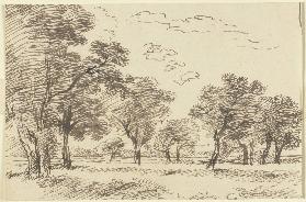 Trees on a meadow