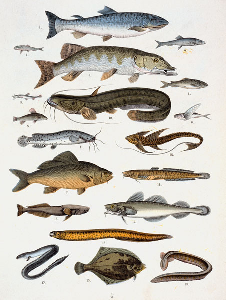 Bonefish and Acanth– opterygians de Französische Schule 19.Jh.