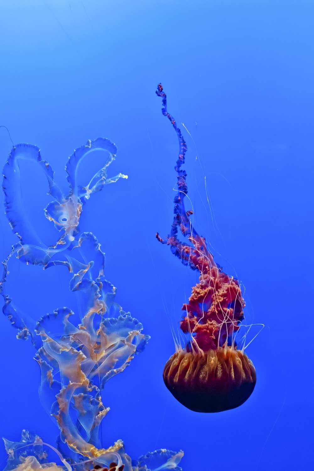Jellyfish 44 de Fred Walker