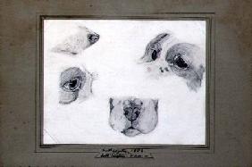 Studies of the Artist's Dog