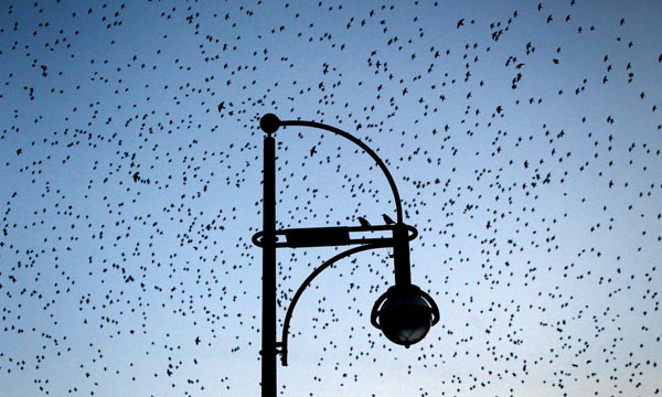 Tausende Stare fliegen am Himmel über Mainz de Fredrik Von Erichsen