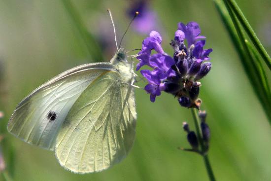 Schmetterling im Botanischen Garten in Gießen de Fredrik Von Erichsen