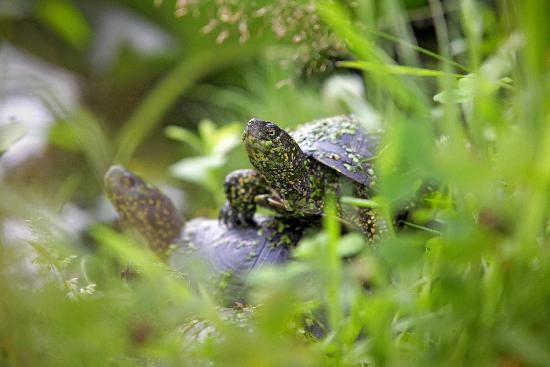 Sumpfschildkröten in der Pfalz de Fredrik Von Erichsen